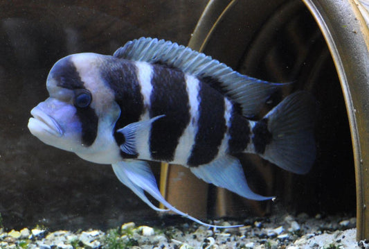 Cyphotilapia Frontosa "Burundi" - Sanctuary Cichlids