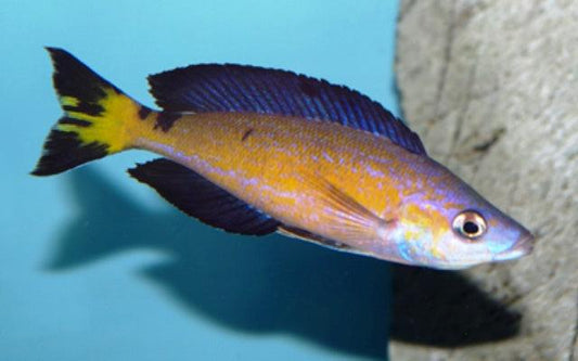 Cyprichromis Microlepidotus Kasai - Sanctuary Cichlids