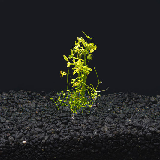 Dwarf Four Leaf Clover | Easy Carpeting Aquarium Plant
