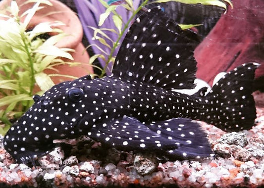 Galaxy Pleco