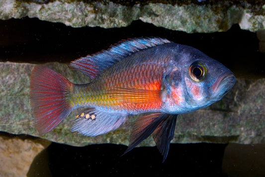 "Fire Uganda", Haplochromis