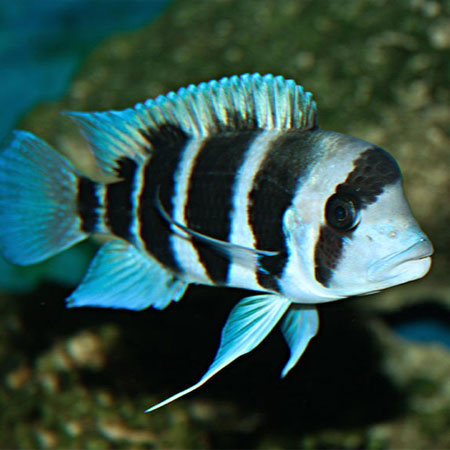 Frontosa Burundi, Cyphotilapia frontosa