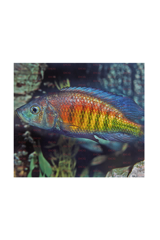Lipochromis Parvidens "Red"