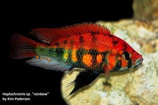 Haplochromis sp. Rainbow Lake Nawampasa