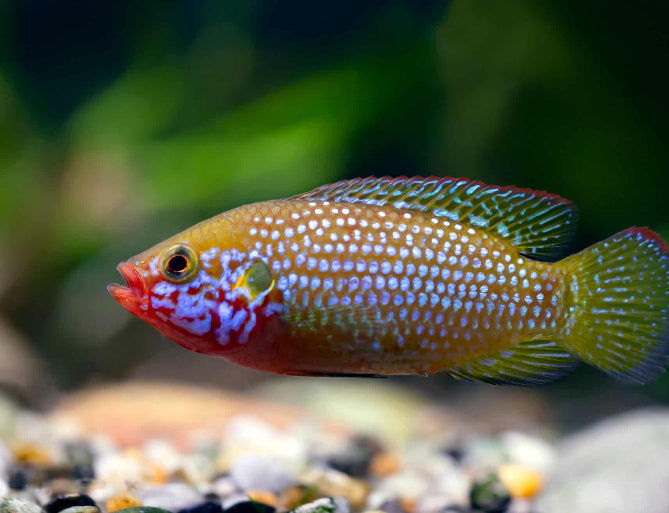 "Jewel Cichlid", Hemichromis bimaculatus