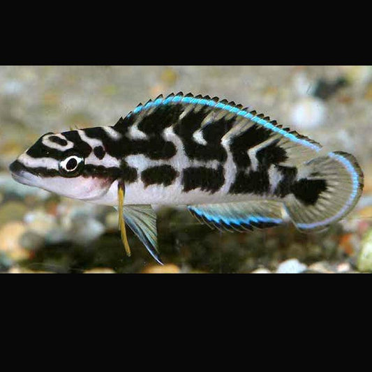 Julidochromis Transcriptus Gombi - Sanctuary Cichlids