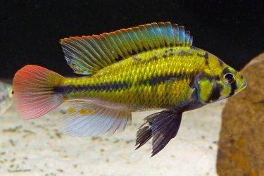 Haplochromis sp. "Kenya Gold" - Sanctuary Cichlids