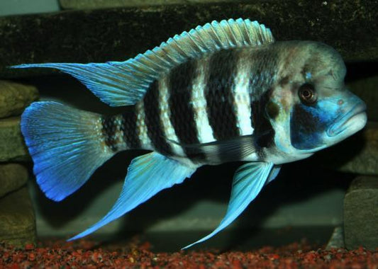 Cyphotilapia Frontosa Kigoma 7-Stripe - Sanctuary Cichlids