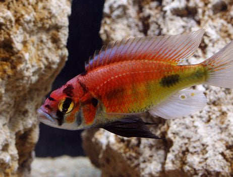 Kyoga Flameback, Xystichromis sp.