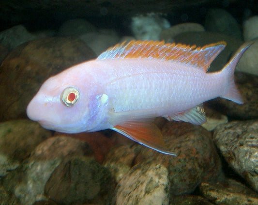 Labeotropheus Trewavasae Albino Red Top
