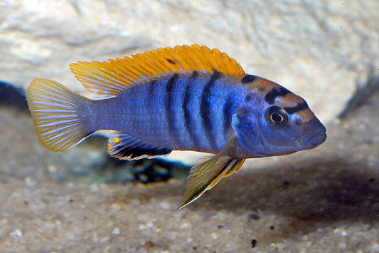 "Red Top Lab", Labidochromis sp. "Hongi"