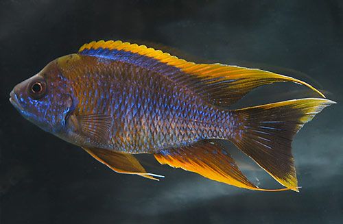 Aulonocara sp. Lwanda F1