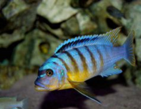 Metriaclima Fainzilberi Lundo