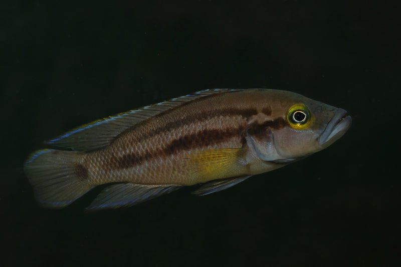 Neolamprologus bifasciatus "Muzi"