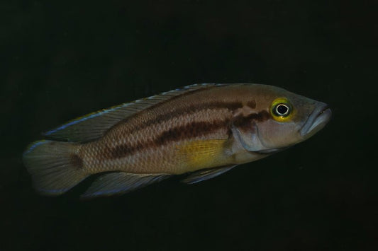 Neolamprologus bifasciatus "Muzi"