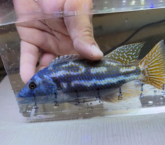 Nimbochromis Fuscotaeniatus Male 7" - Sanctuary Cichlids