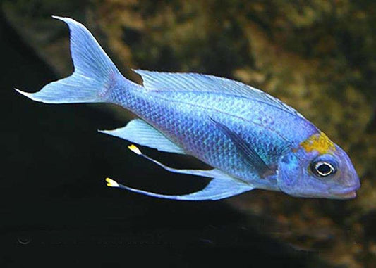 Ophthalmotilapia Ventralis Kapampa "Orange Cap" - Sanctuary Cichlids