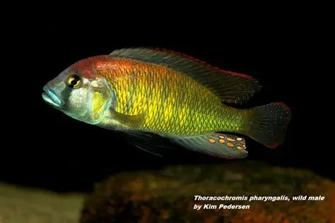 Thoracochromis Pharyngalis