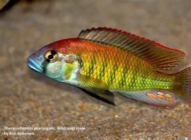 Thoracochromis Pharyngalis