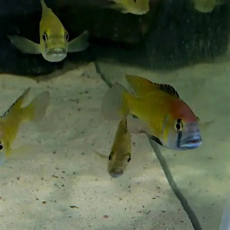 Thoracochromis Pharyngalis