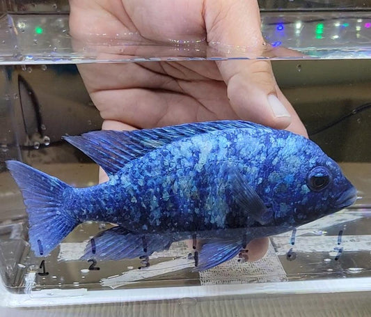 Placidochromis sp. Phenochilus Tanzania. "Star Sapphire" - Sanctuary Cichlids