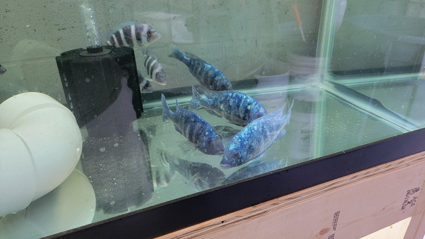 Placidochromis sp. Phenochilus Tanzania. "Star Sapphire" - Sanctuary Cichlids