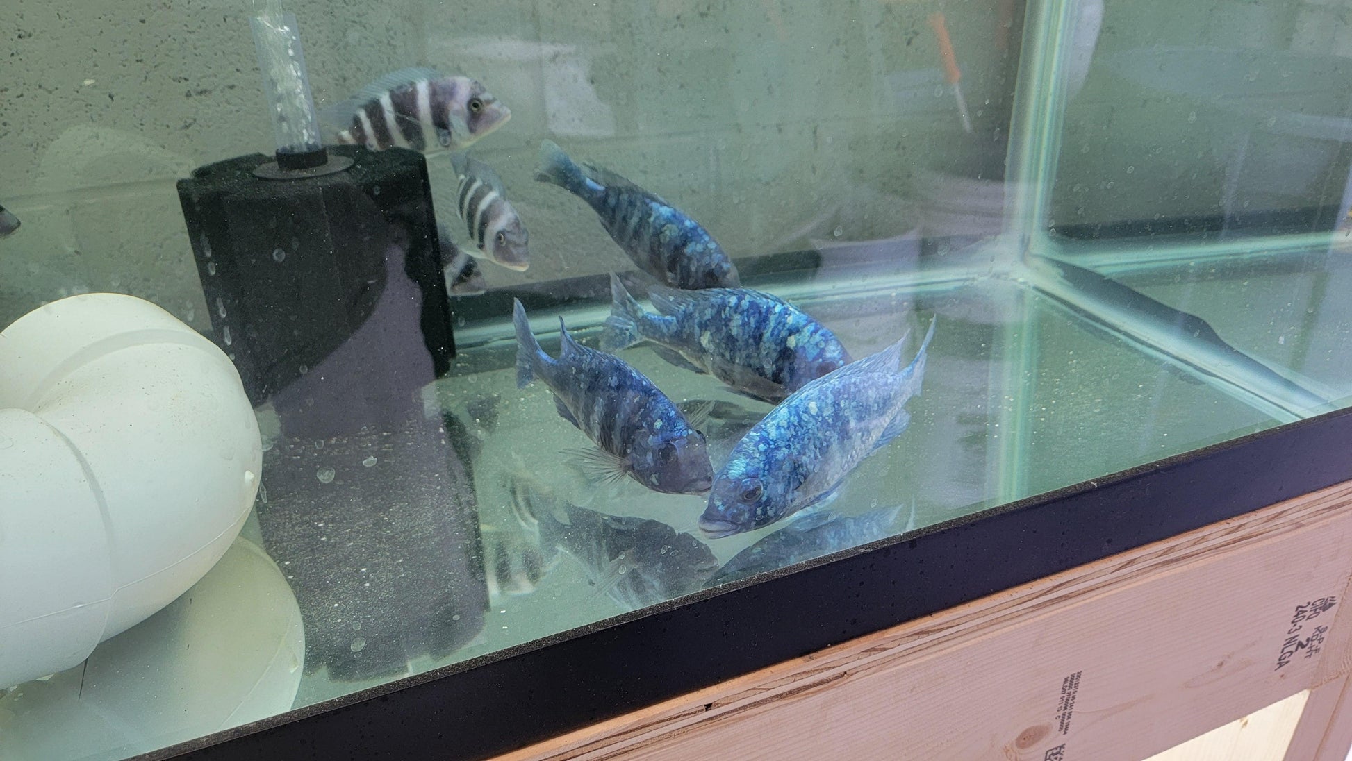 Placidochromis sp. Phenochilus Tanzania. "Star Sapphire" - Sanctuary Cichlids
