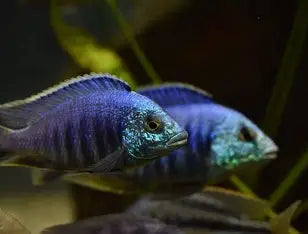 Placidochromis sp. Jalo Reef