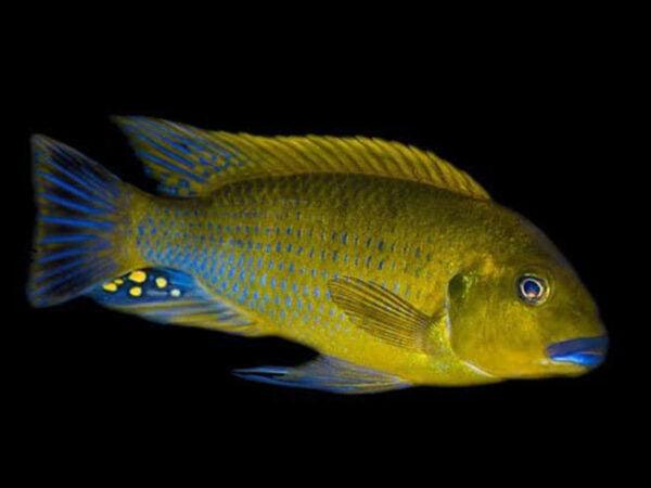 A close-up image of a yellow fish with blue lips and a patterned body against a black background.