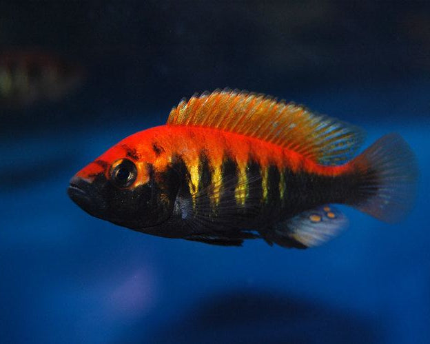 Pundamilia Nyererei "Makobe Island"