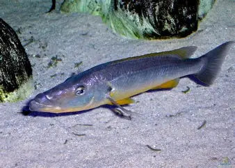 Rhamphochromis Ferox