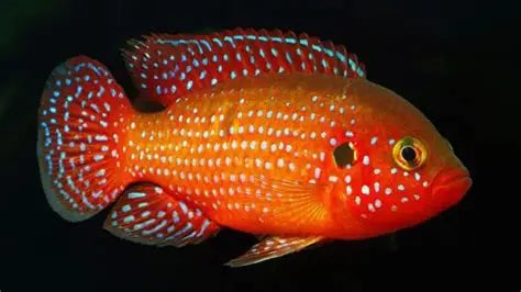 "Red Jewel Cichlid", Hemichromis bimaculatus