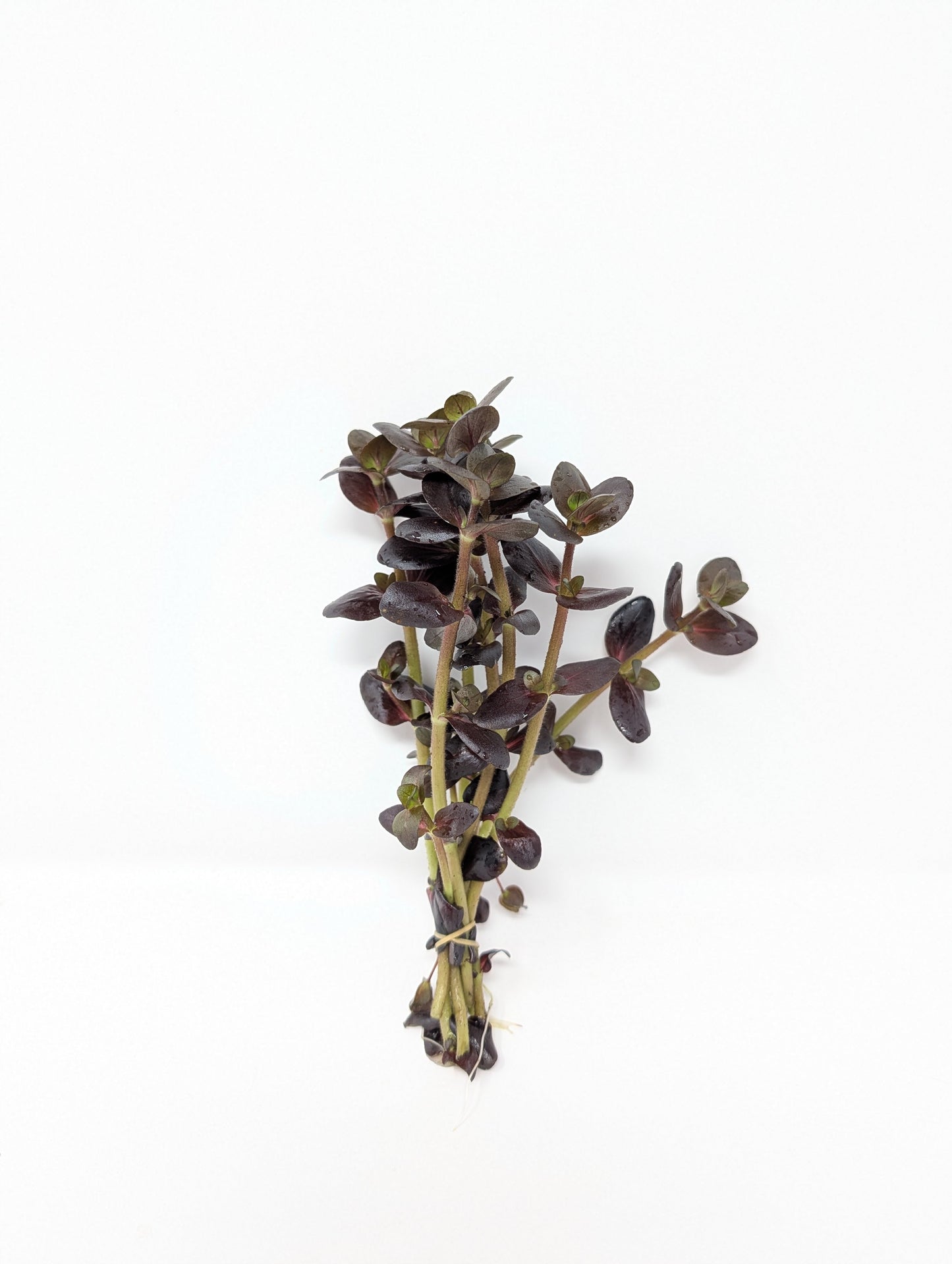 Bacopa salzmannii 'Purple'