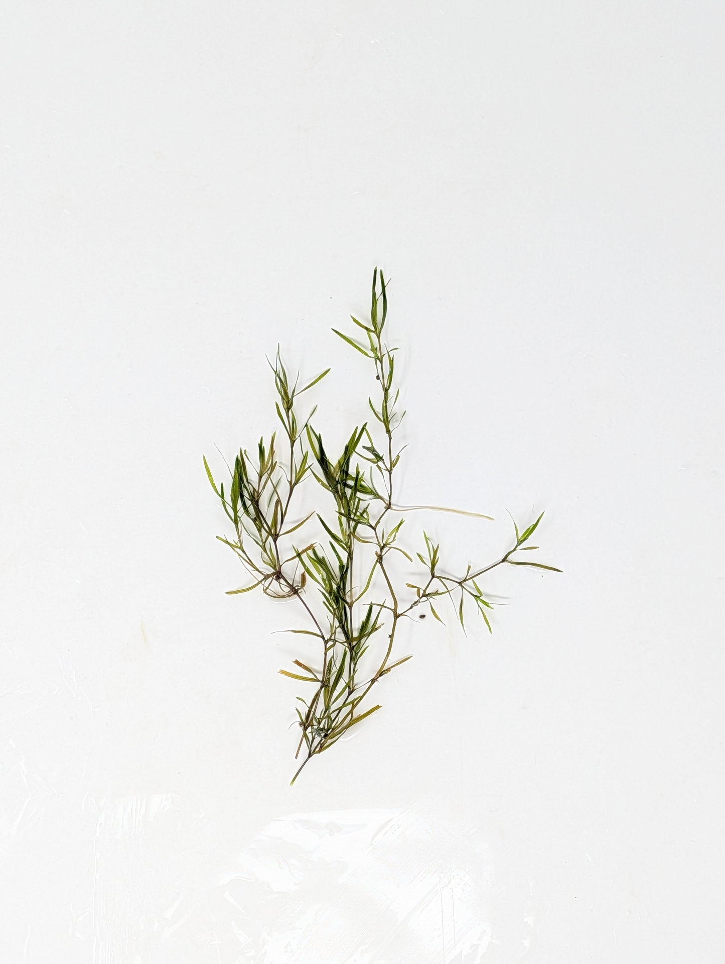 Guppy Grass | Najas Guadelupensis | Floating Aquarium Plant