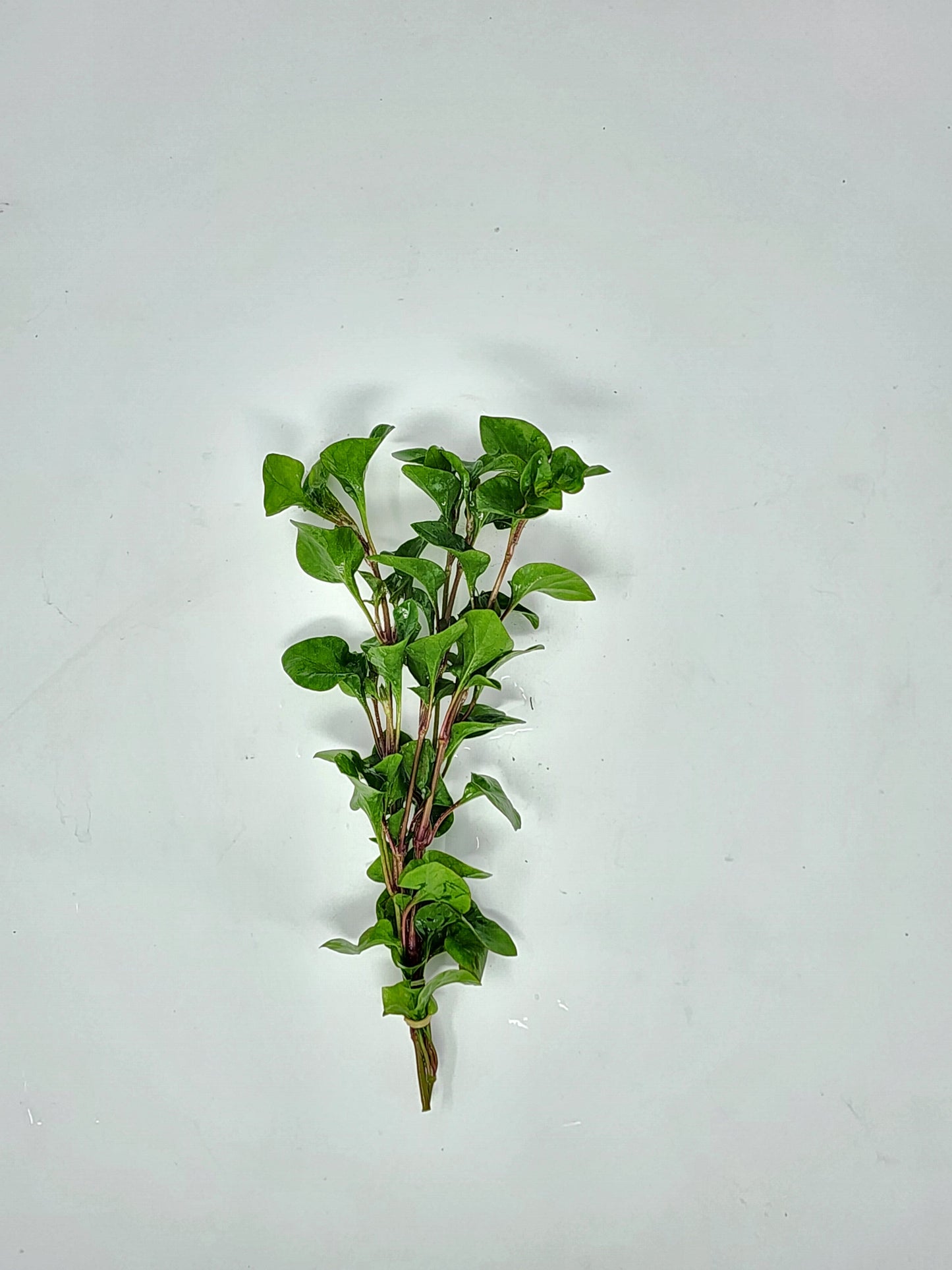 Florida Ruffle (Green Hedge)