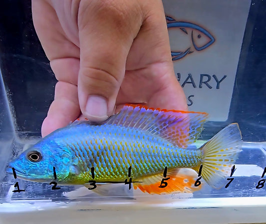 Dimidiochromis Strigatus "Sunset Hap"