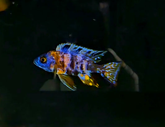 OB Red Fin Borleyi, (Copadichromus)