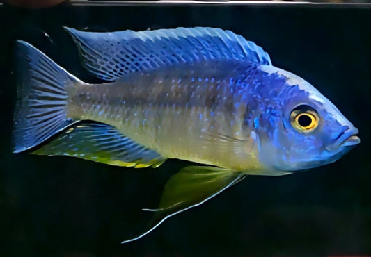 Nyassachromis Boadzulu "Kadenza"