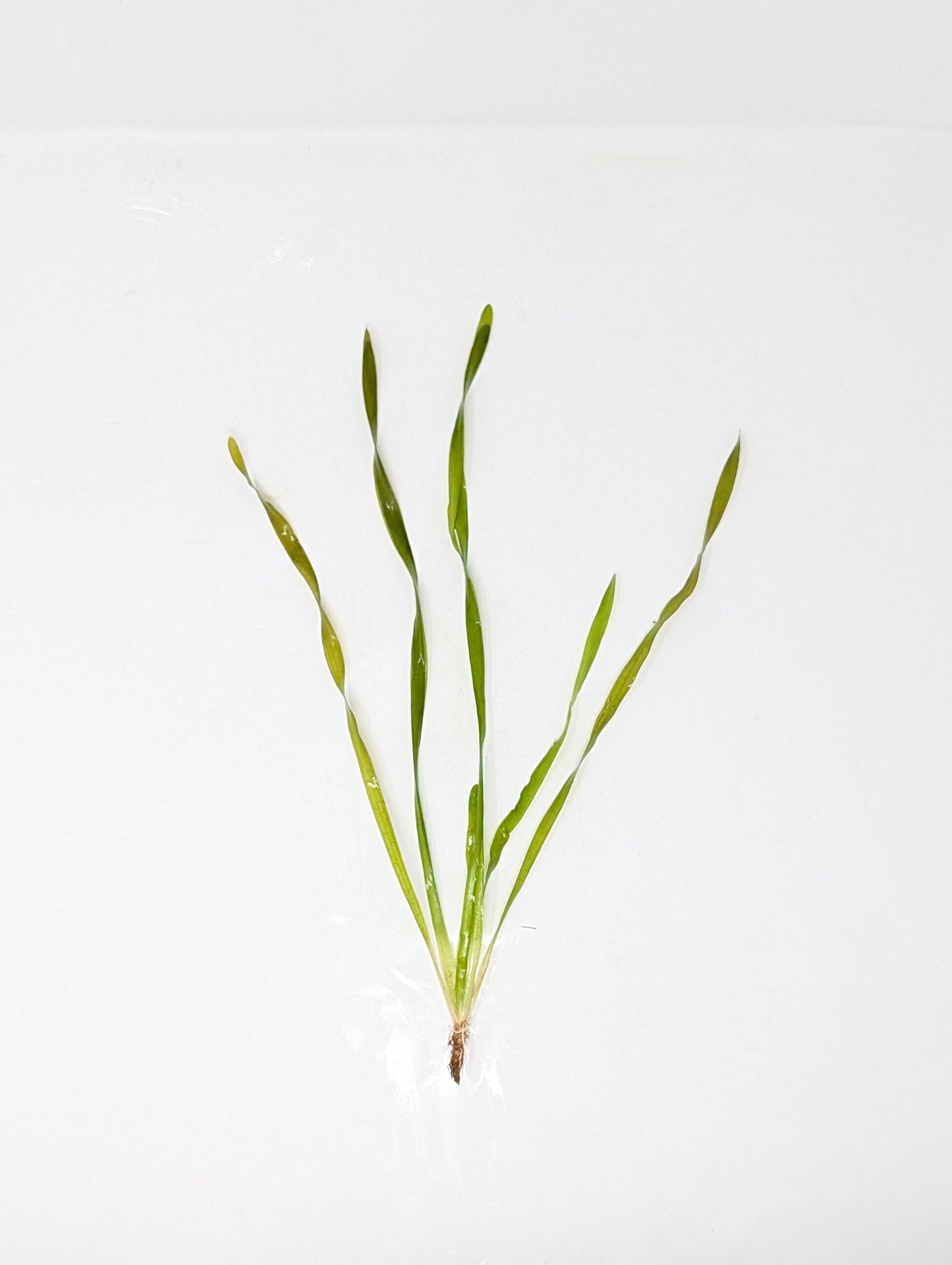 Contortion Val (Giant Corkscrew Val)