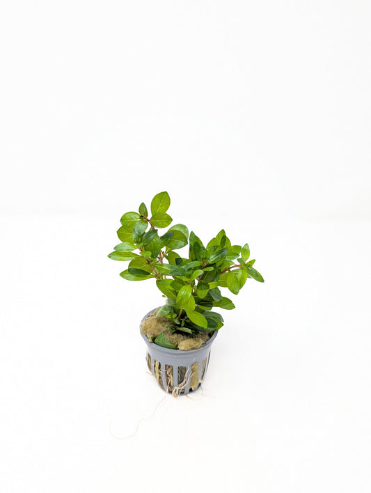 Ludwigia Arcuata 'Needle Leaf'