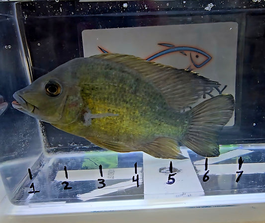 Ptychochromis Grandidieri "East Coast Gold Cichlid"