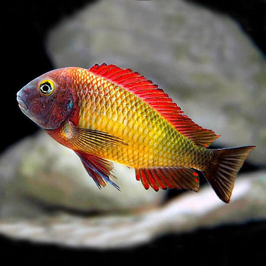 Tropheus Moori Ilangi