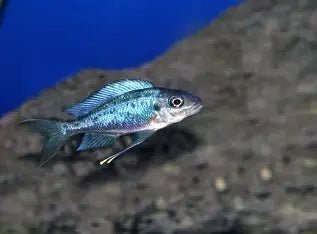 "Silver Streak", Ophthalmotilapia ventralis Mpimbwe