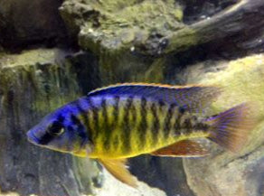 Protomelas Taeniolatus "Tangerine Tiger"
