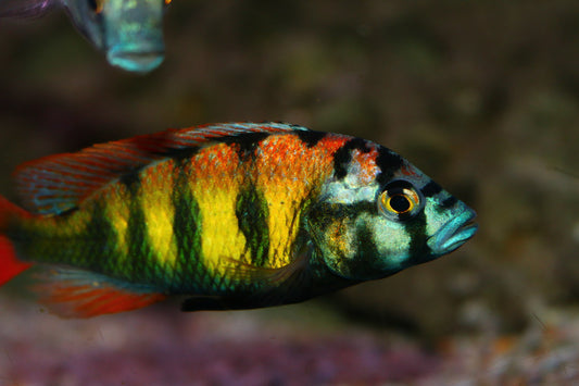 "Thick Skin Obliqueden", Haplochromis sp. 44
