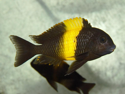 Tropheus Moori Kiriza Kaiser II - Sanctuary Cichlids