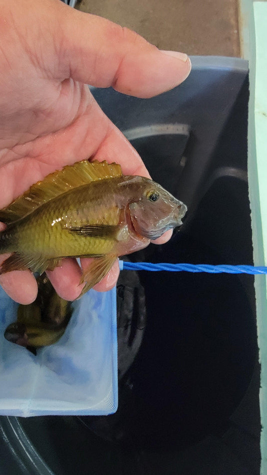 Tropheus Moorii Linangu "Yellow Rainbow" - Sanctuary Cichlids