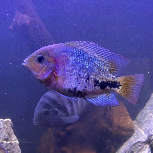 Synspilum cichlid (Vieja synspilum)