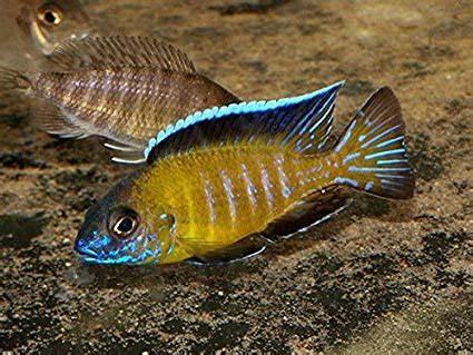 Wild Aulonocara Stuartgranti Flavescent Peacock Cichlid with blue and yellow coloring