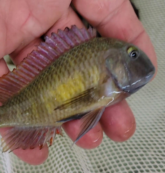 [Wild] Tropheus Moori "Red Rainbow" - Sanctuary Cichlids